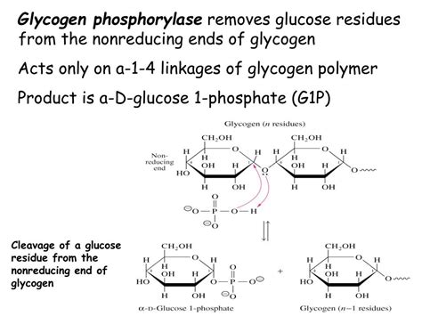 Ppt Studing Of Biosynthesis And Catabolism Of Glycogen