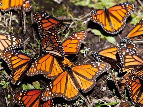 Mariposa Monarca Espera Protección De La Ley De Especies En Peligro De