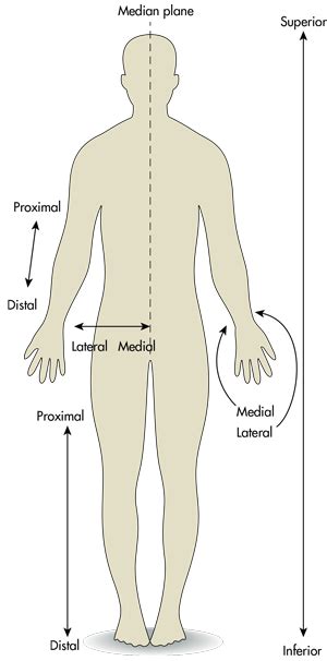 The Difference Between Medial And Lateral Proximal And Distal And