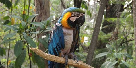 The official website for the government of british columbia. Colombie : La paix accentue la déforestation, 2700 espèces ...