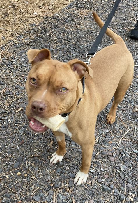Dog For Adoption Nina A Pit Bull Terrier In Orange County Va