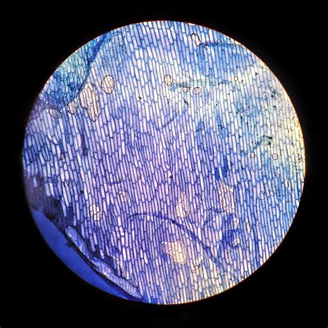 壁紙のキーワード 顕微鏡細胞 Smartresize
