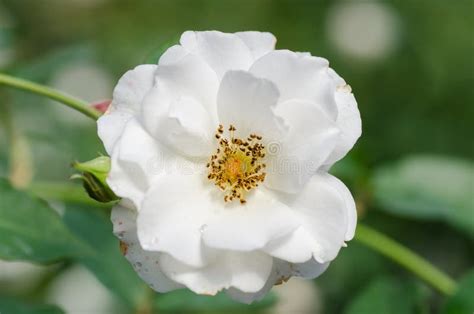 White Rose Flower Stock Image Image Of Blooming Pure 86136953