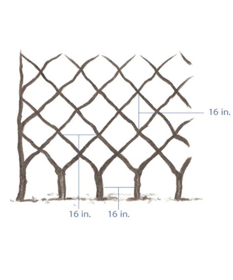 Everything You Need To Know About Espalier Finegardening Living