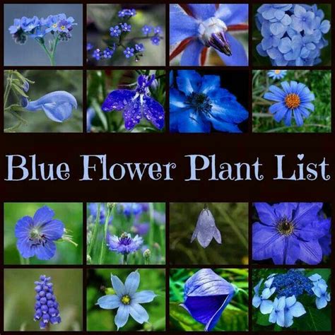 The Best Tips On How To Use Blue Garden Flowers Blue Plants Planting