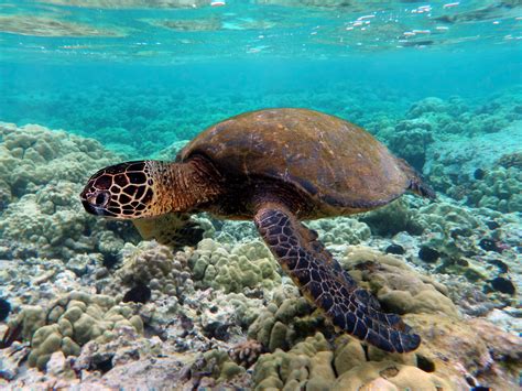 Filegreen Turtle Swimming Over Coral Reefs In Kona Wikipedia