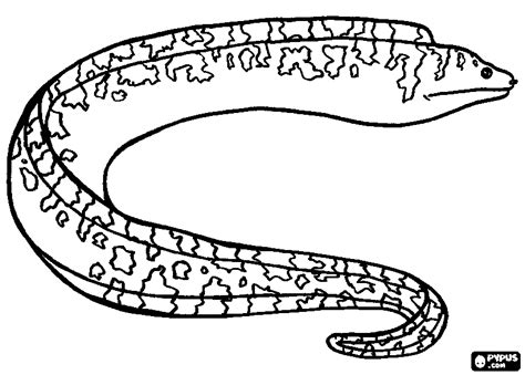 Eel Printable Coloring Pages
