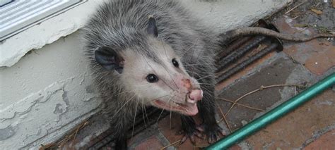 What Kind Of Damage Do Opossums Cause In An Attic Or Under A House