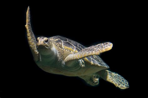Free Images Water Ocean Animal Diving Wildlife