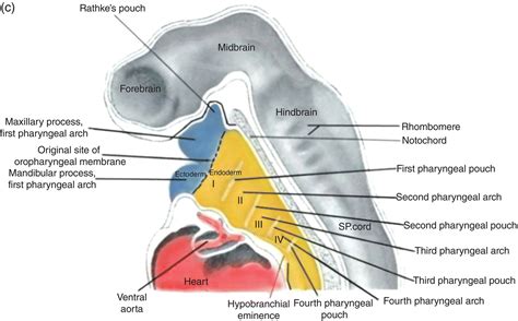 2 Development Of The Head Face And Mouth Development Face Membrane
