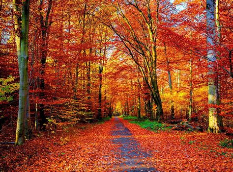 Autumn Trail Forest Fall Autumn Lovely Falling Colors Bonito