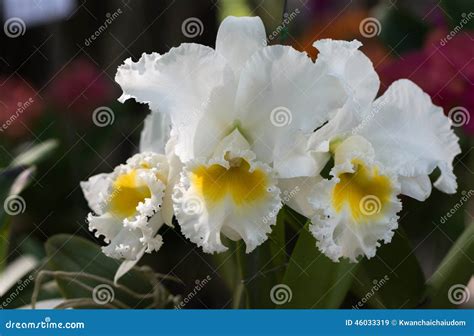 white hybrid cattleya orchid stock image image of color floral 46033319