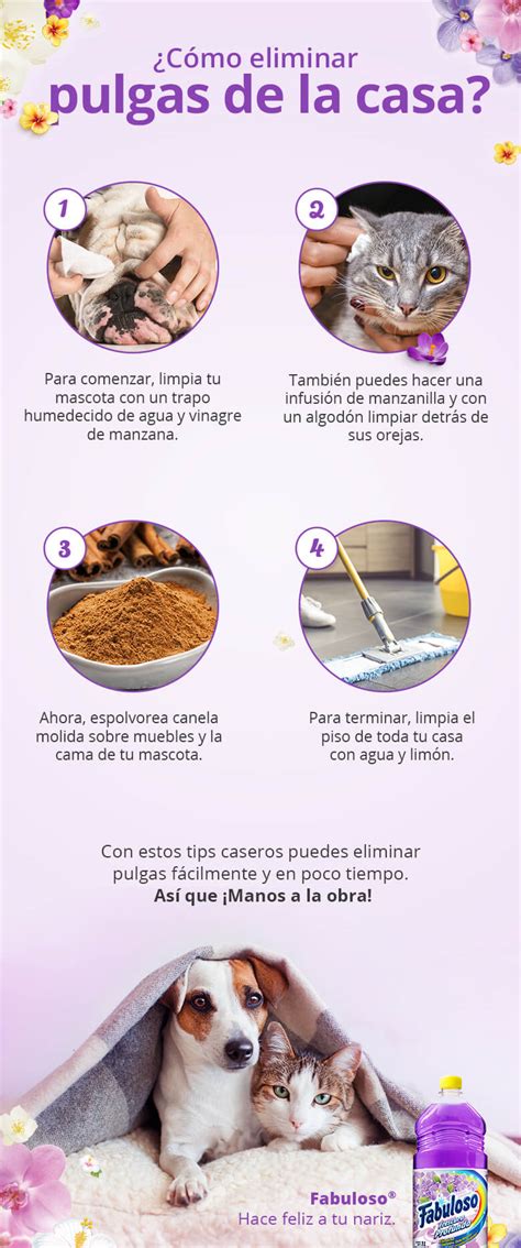 Te contamos cómo eliminar las pulgas y garrapatas de tu casa. ¿Cómo Eliminar Pulgas de la Casa? • Tu Hogar Colombia