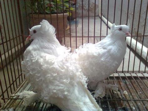 Wanted Crested Frill Back Pigeons Pure White Pair For Sale In Ocala