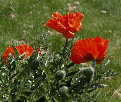 Red Poppy A Photo On Flickriver