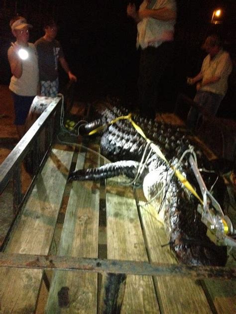 One Less Gator At Talquin