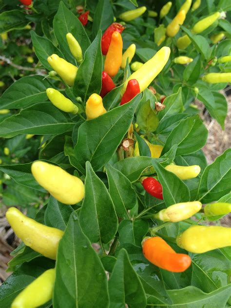 Pin By Ted Saeki On Farming Hawaiian Plants Pepper Plants Hawaiian