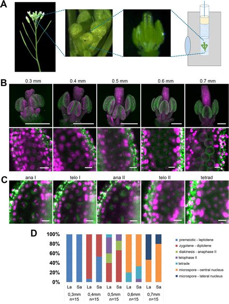 Imaging Plant Germline Differentiation Within Arabidopsis Flowers By