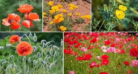 Different Types Of Poppies How To Find The Plant Thats Perfect For You