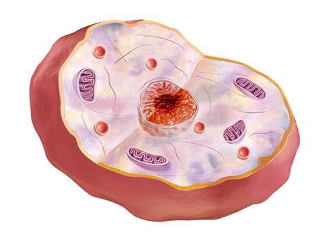How Many Cells Are In The Human Body Wonderopolis