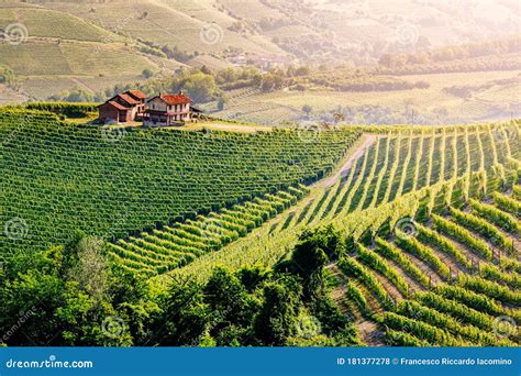 Langhe Region Piedmont Italy Vineyards Landscape In Spring Summer