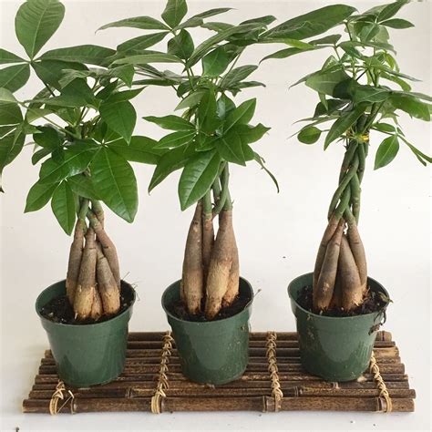 Money Tree In A 4 Grow Pot Indoor Plant Unique T Etsy Money Tree