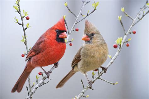 Squirrels don't like safflower seeds. Cardinals In Early Spring Photograph by Bonnie Barry