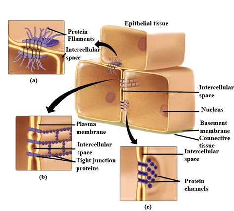 Observe The Figure Of Plasma Membrane Exhibiting Cell Junctions Of Various Epithelial Tissue And