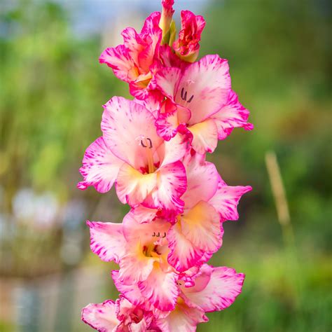 Petunia 'easy wave yellow', petunia 'supertunia black cherry' these are perennial plants that grow from bulbs. Gladiolus Priscilla - Easy To Grow Bulbs