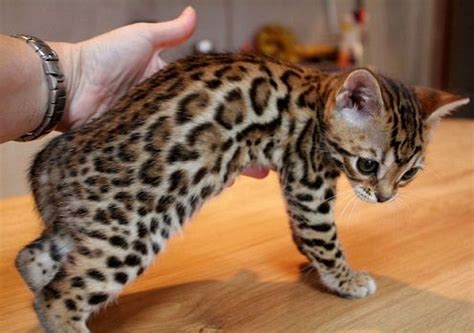 Our breeding program concentrates on rosetted patterned bengal cats that are healthy and exhibit the active, fun behavior of the bengal. Bengal Cross Kittens For Sale Near Me