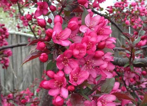 The color royal blue is featured on the united kingdom's flag due to its origins. Royal Raindrops Crabapple Tree | Crabapple tree, Flowering ...