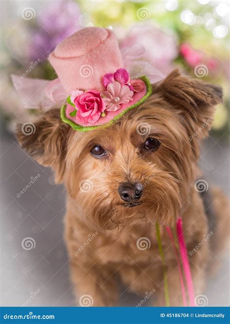 Yorkie Wearing Flowered Top Hat Stock Photo Image Of Flowered