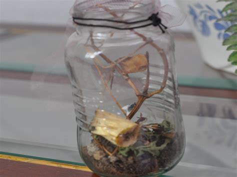 How to make a snail terrarium. How to Keep a Pet Fly: 14 Steps (with Pictures) - wikiHow