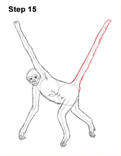 How To Draw A Spider Monkey