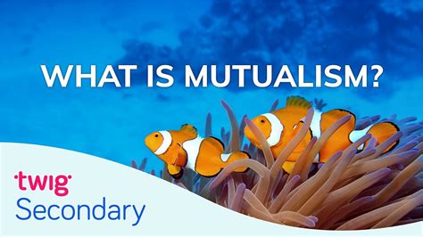Top 179 Mutualism Examples Animals