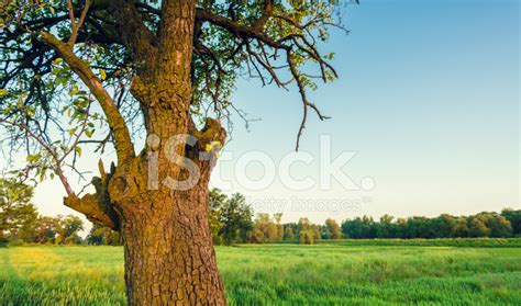 Landscape With Old Tree Stock Photo Royalty Free Freeimages