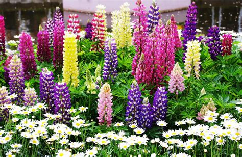 Wallpaper Flowers Garden Daisies Lupines Flower Hyacinth Flora