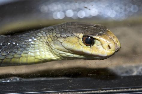 Obwohl der inlandtaipan die giftigste schlange der welt ist, kennt sie kaum jemand. Die giftigste Schlange der Welt: Taipan tötet Australier ...