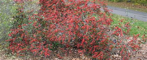 Ilex Black Alder Winterberry Holly Ilex Verticillata Maryland Beauty