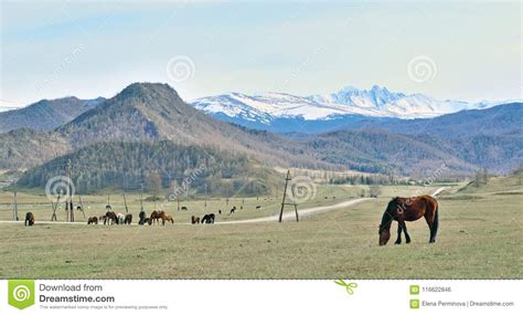 Landscape With Horses In Gorny Altai Russia Stock Photo Image Of
