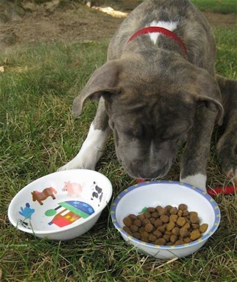 How much fat should i feed my pitbull? Corn in Dog Food. Really?