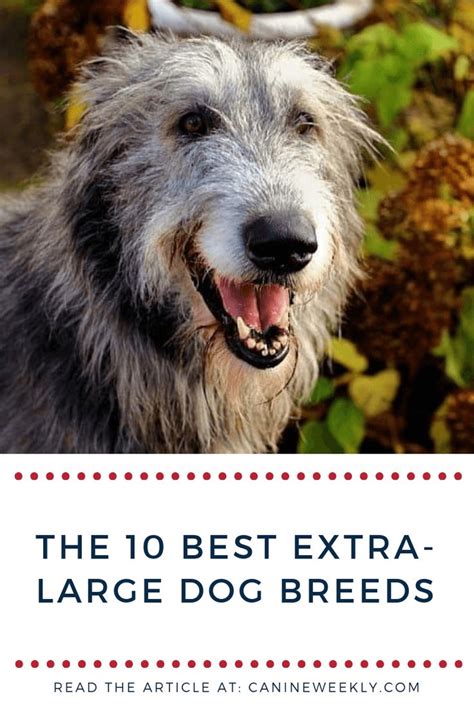 10 Best Extra Large Dog Breeds For Lovers Of Huge And Giant Dogs