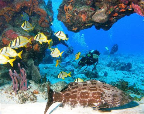 Charitybuzz Scuba Du The Iconic Cozumel Reefs And Relax At Presiden