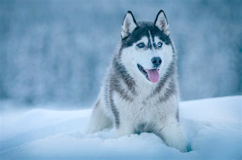 Wallpaper Snow Winter Wolf Siberian Husky Alaskan