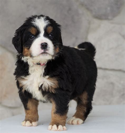 Akc Registered Bernese Mountain Dog For Sale Loudonville Oh Female A