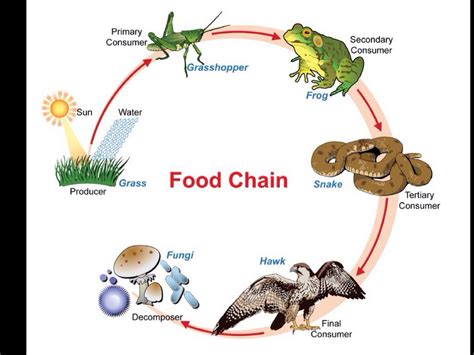Food Chains By Marybeth Mineo