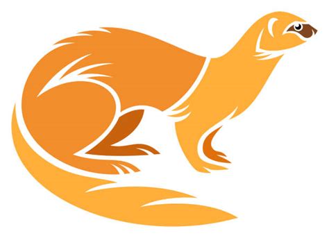 Siberian Weasel Illustrations Royalty Free Vector Graphics And Clip Art