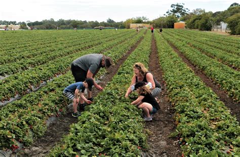 Strawberry Picking in Perth - Seniors / Over 55's Guide to Perth