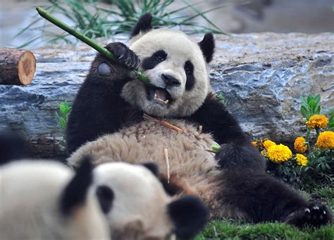 Super Cute Gallery Panda Plane Touches Down In Beijing Popsugar Pets
