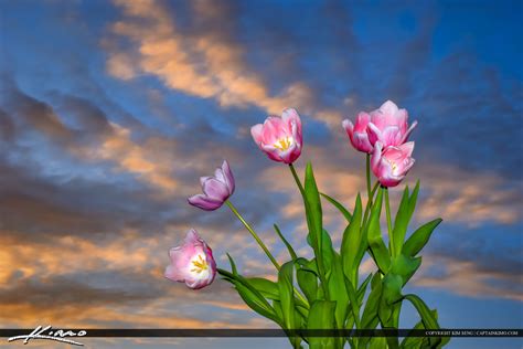 Tulip Flower Sunset Sky And Clouds Hdr Photography By Captain Kimo